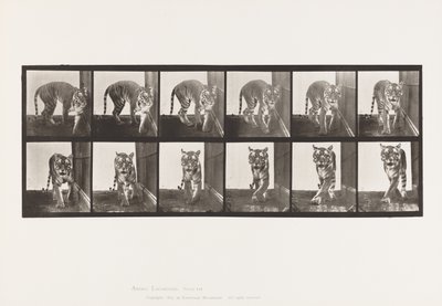 Płyta 730. Tygrysica; Pieszy; Odwracając się autorstwa Eadweard Muybridge