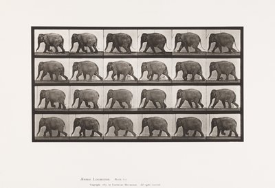 Płyta 733. Słoń; Pieszy autorstwa Eadweard Muybridge