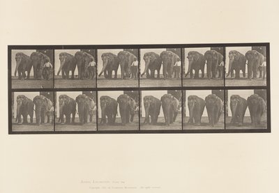 Tabliczka 734. Słonie; Dwa, chodzenie autorstwa Eadweard Muybridge