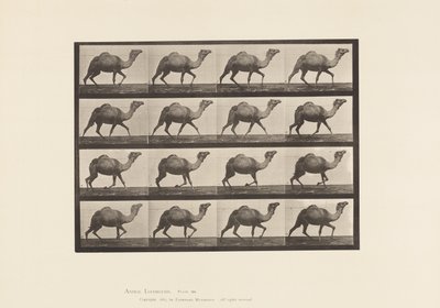 Tabliczka 736. Wielbłąd egipski; Dręczący autorstwa Eadweard Muybridge