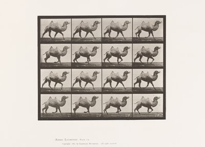 Tabliczka 738. Wielbłąd dwugarbny; Dręczący autorstwa Eadweard Muybridge