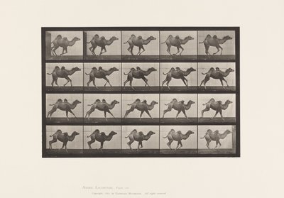Płyta 740. Wielbłąd dwugarbny; (Młody), Galopujący autorstwa Eadweard Muybridge