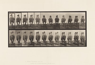 Tablica 741. Wielbłąd dwugarbny; A, Chodzenie; B, Regały autorstwa Eadweard Muybridge