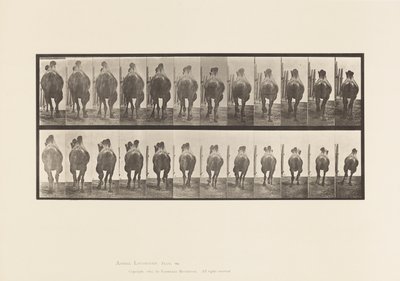 Tablica 742. Wielbłąd dwugarbny; A, regały; B, Galopujący autorstwa Eadweard Muybridge