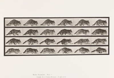 Płyta 744. Szop pracz; Pieszy; Zmień na galopujący autorstwa Eadweard Muybridge