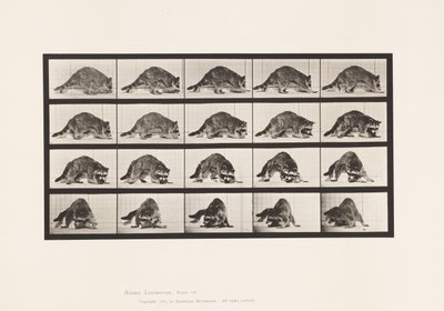 Płyta 745. Szop pracz; Pieszy; i odwracanie się autorstwa Eadweard Muybridge