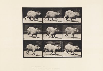 Płyta 746. Kapibara; Pieszy autorstwa Eadweard Muybridge