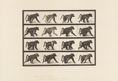 Płyta 747. Pawian; Chodzenie na czworakach autorstwa Eadweard Muybridge