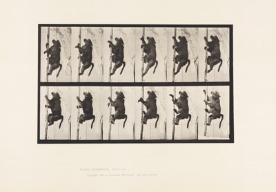 Płyta 749. Pawian; Wspinaczka po słupie autorstwa Eadweard Muybridge