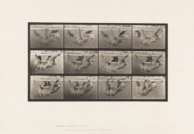 Płyta 750. Leniwiec; Chodzący, zawieszony na poziomym słupie autorstwa Eadweard Muybridge