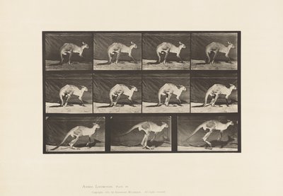 Talerz 751. Kangur; Chodzenie na czworakach; Zmień na skakanie autorstwa Eadweard Muybridge