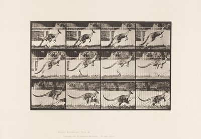 Talerz 752. Kangur; Skoki autorstwa Eadweard Muybridge