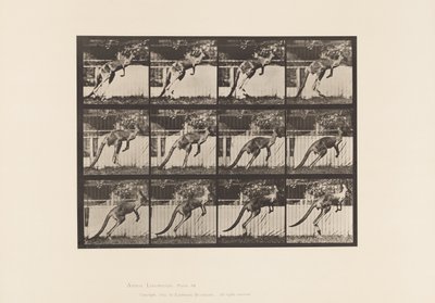 Talerz 753. Kangur; Skoki autorstwa Eadweard Muybridge
