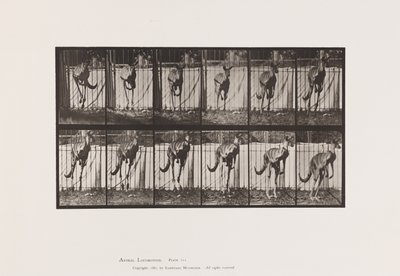 Talerz 754. Kangur; Skoki autorstwa Eadweard Muybridge
