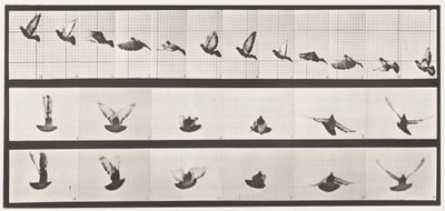 Płyta 755. Gołąb; Latający autorstwa Eadweard Muybridge
