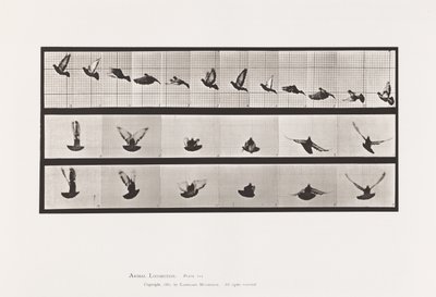 Płyta 755. Gołąb; Latający autorstwa Eadweard Muybridge