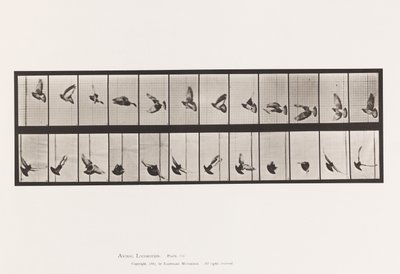 Płyta 756. Gołąb; Latający autorstwa Eadweard Muybridge