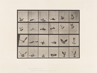 Tabliczka 757. Gołąb; Latający autorstwa Eadweard Muybridge