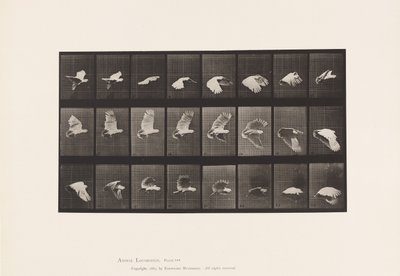 Talerz 758. Kakadu; Latający autorstwa Eadweard Muybridge