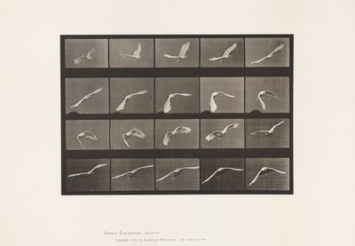 Talerz 760. Kakadu; Latający autorstwa Eadweard Muybridge