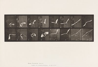Talerz 761. Kakadu; Latający autorstwa Eadweard Muybridge