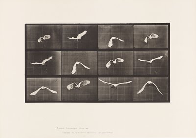 Talerz 762. Kakadu; Latający autorstwa Eadweard Muybridge