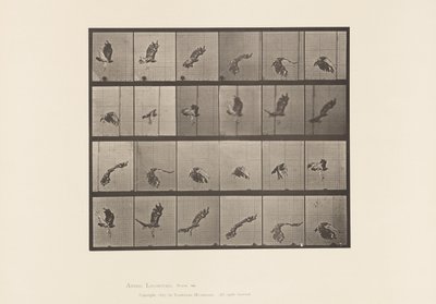 Tabliczka 763. Jastrząb czerwonoogoniasty; Latający autorstwa Eadweard Muybridge