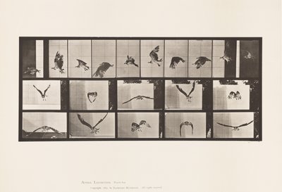 Tabliczka 764. Jastrząb rybny; Latający autorstwa Eadweard Muybridge