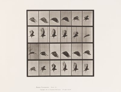 Płyta 765. Sęp; Latający autorstwa Eadweard Muybridge