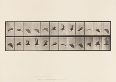 Płyta 766. Sęp; Latający autorstwa Eadweard Muybridge