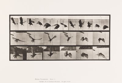 Tabliczka 767. Sęp; Latający autorstwa Eadweard Muybridge