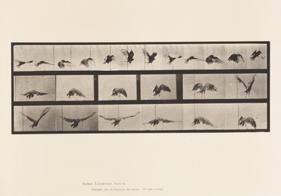 Płyta 768. Sęp; Latający autorstwa Eadweard Muybridge