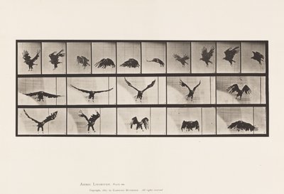 Tabliczka 769. Orzeł amerykański; Latający autorstwa Eadweard Muybridge