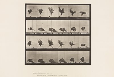 Płyta 770. Orzeł amerykański; Latanie blisko ziemi autorstwa Eadweard Muybridge