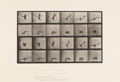 Tabliczka 771. Orzeł amerykański; Latanie blisko ziemi autorstwa Eadweard Muybridge