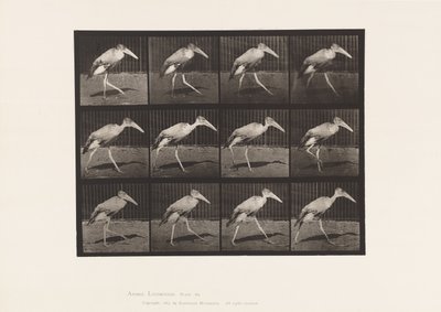 Tabliczka 774. Adiutant; Pieszy autorstwa Eadweard Muybridge