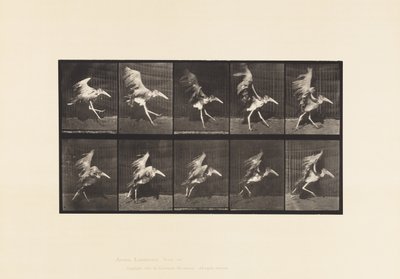 Tabliczka 775. Adiutant; Latający bieg autorstwa Eadweard Muybridge