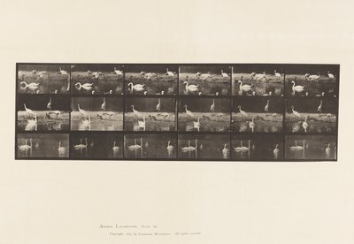 Tabliczka 776. Bociany; Łabędzie itp., A, B, C autorstwa Eadweard Muybridge