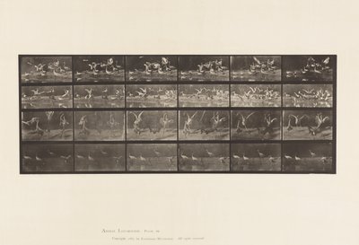 Płyta 777. Bociany; itd, A, B, C, D autorstwa Eadweard Muybridge