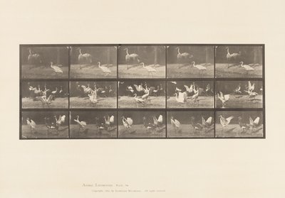 Tabliczka 778. Bociany; itd, A, B, C autorstwa Eadweard Muybridge