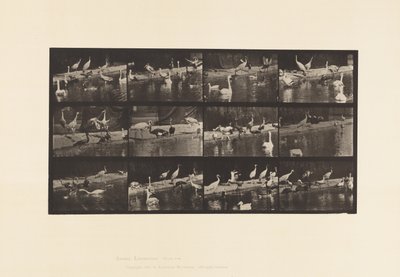 Tabliczka 779. Bociany; Łabędzie itp. autorstwa Eadweard Muybridge