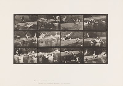 Płyta 780. Bociany; Łabędzie itp. autorstwa Eadweard Muybridge