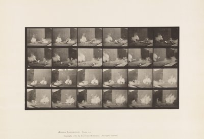 Płyta 781. Kurczaki; Przestraszony przez Torpedo autorstwa Eadweard Muybridge