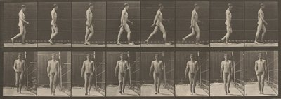Płyta numer 5. Walking,1887 (zdjęcie) autorstwa Eadweard Muybridge