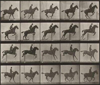 Tablica numer 639. „Daisy” skacząca przez przeszkodę, osiodłana autorstwa Eadweard Muybridge