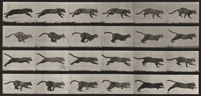 Tablica numer 720. Kot; galopem autorstwa Eadweard Muybridge