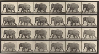 Numer rejestracyjny 733. Spacer słonia autorstwa Eadweard Muybridge