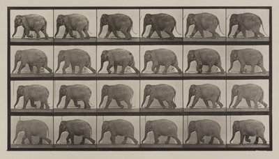 Numer rejestracyjny 733. Spacer ze słoniami autorstwa Eadweard Muybridge