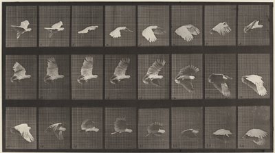 Numer rejestracyjny 758. Latająca kakadu autorstwa Eadweard Muybridge