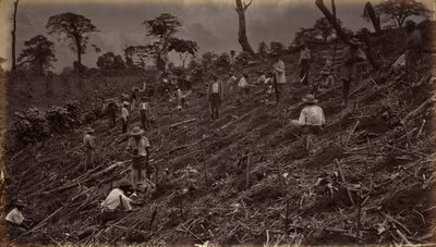 Zakładanie plantacji kawy w Antigua de Guatemala, 1875, opublikowane 1877 (zdjęcie) autorstwa Eadweard Muybridge